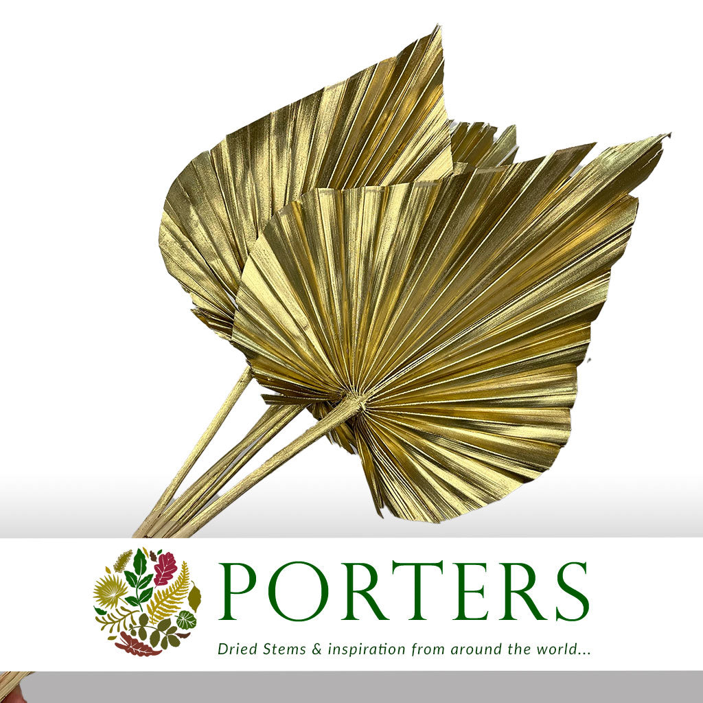 Palm 'Spear Palm' (Medium) (Painted) (DRY) (Various Colours) (x5)