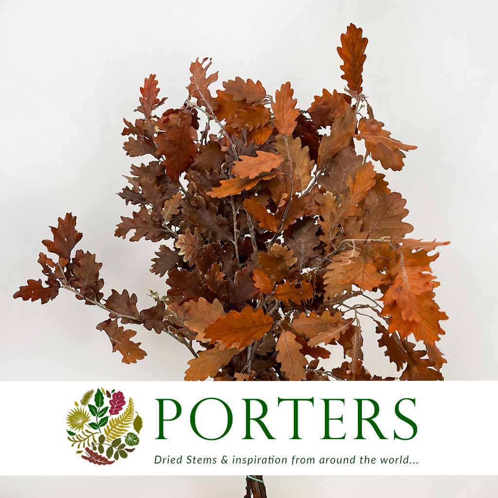 Oak 'Stabilised' (Various Colours) (DRY) 60cm