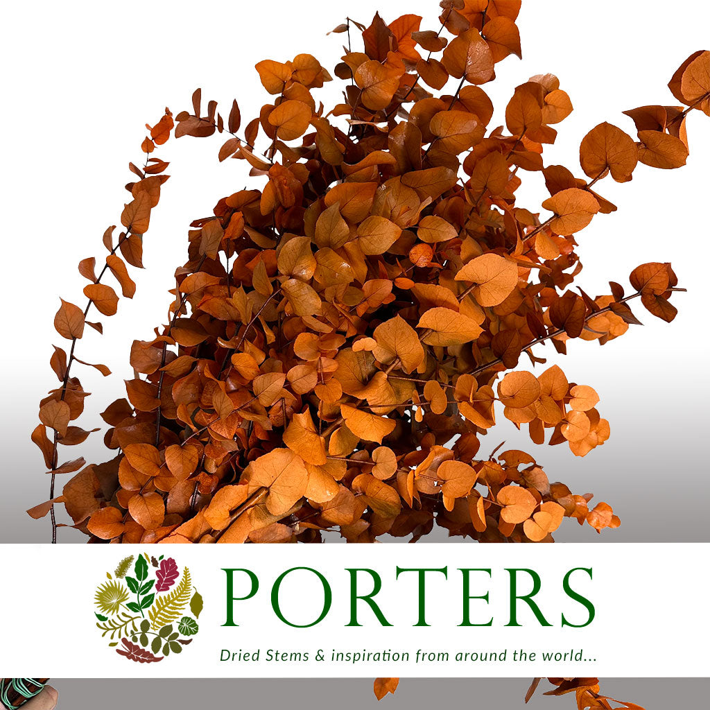 Eucalyptus 'Stuartiana' (Stabilised) (DRY) (Various Colours)