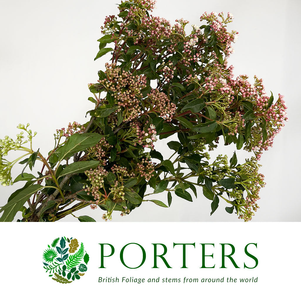 Viburnum  &#39;Flowering&#39; (Cultivated) (Various Sizes)