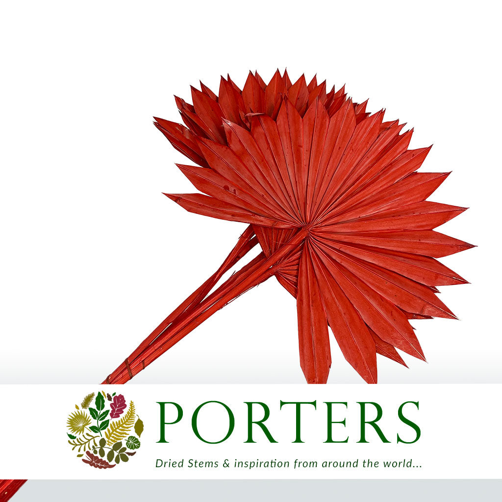 Palm &#39;Fan Palm&#39; (Painted) (DRY) (Various Colours) (x5) 45-55cm