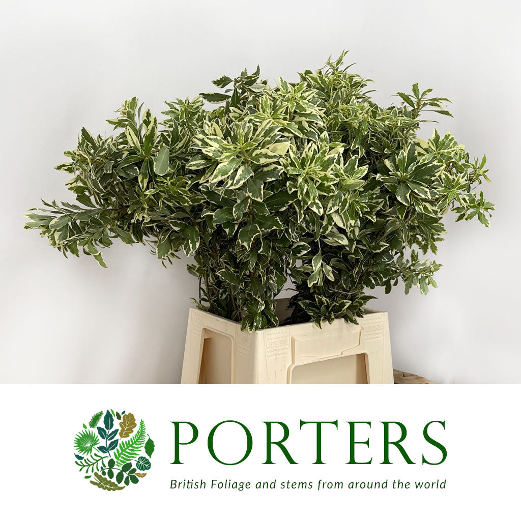 Pittosporum &#39;Veriegated&#39; (Tall Mini) (Various Lengths)