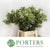 Pittosporum 'Veriegated' (Tall Mini) (Various Lengths)