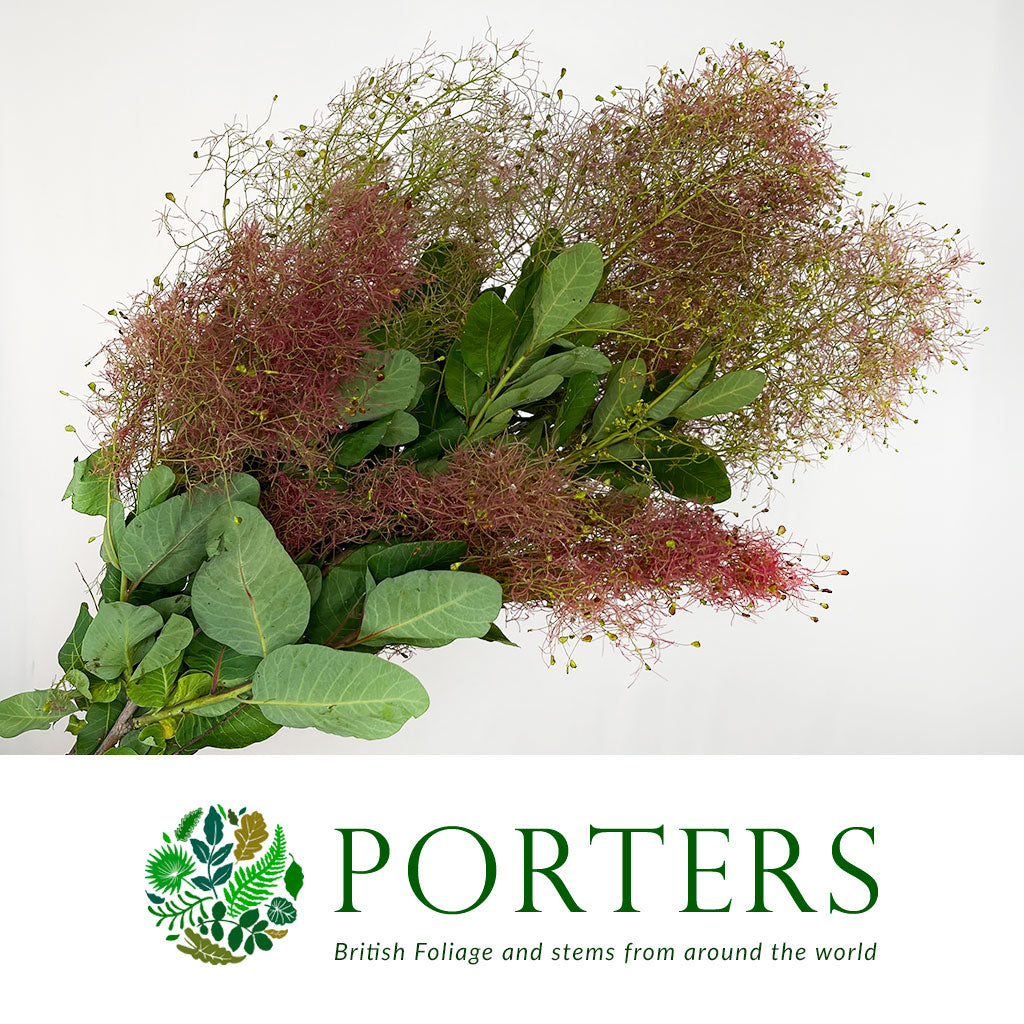 Cotinus &#39;Hair&#39; (Various Sizes)