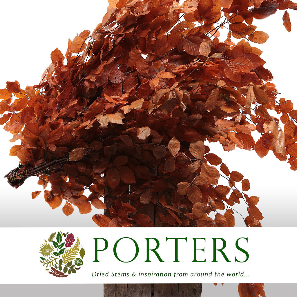 Beech &#39;Stabilized&#39; (Coloured) 60-80cm (DRY) (150g)