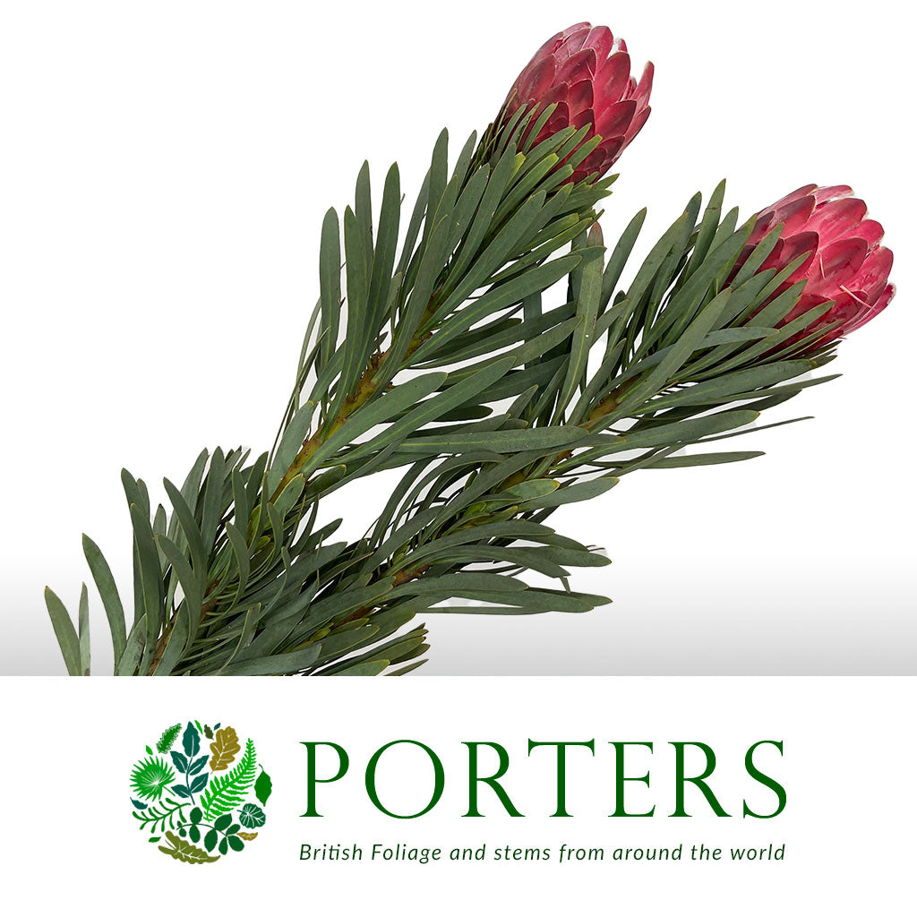 Protea &#39;Venus&#39; (Various Lengths) (Per Stem)