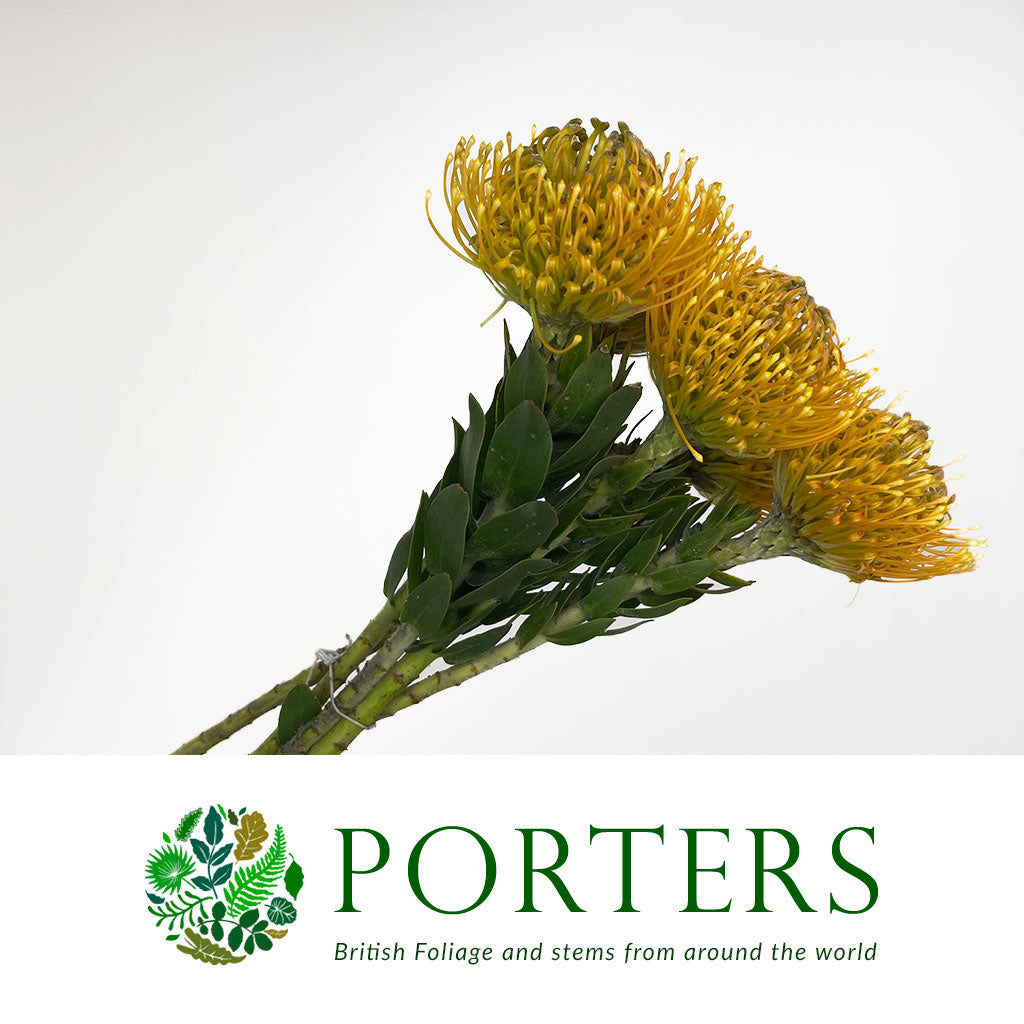 Pincushion Protea 'High Gold' (Various Lengths)