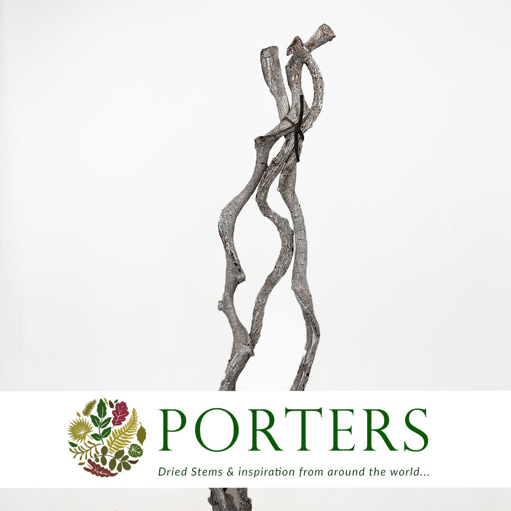 Curly Vine 'Stems' (White Wash) (DRY) (Various Sizes)