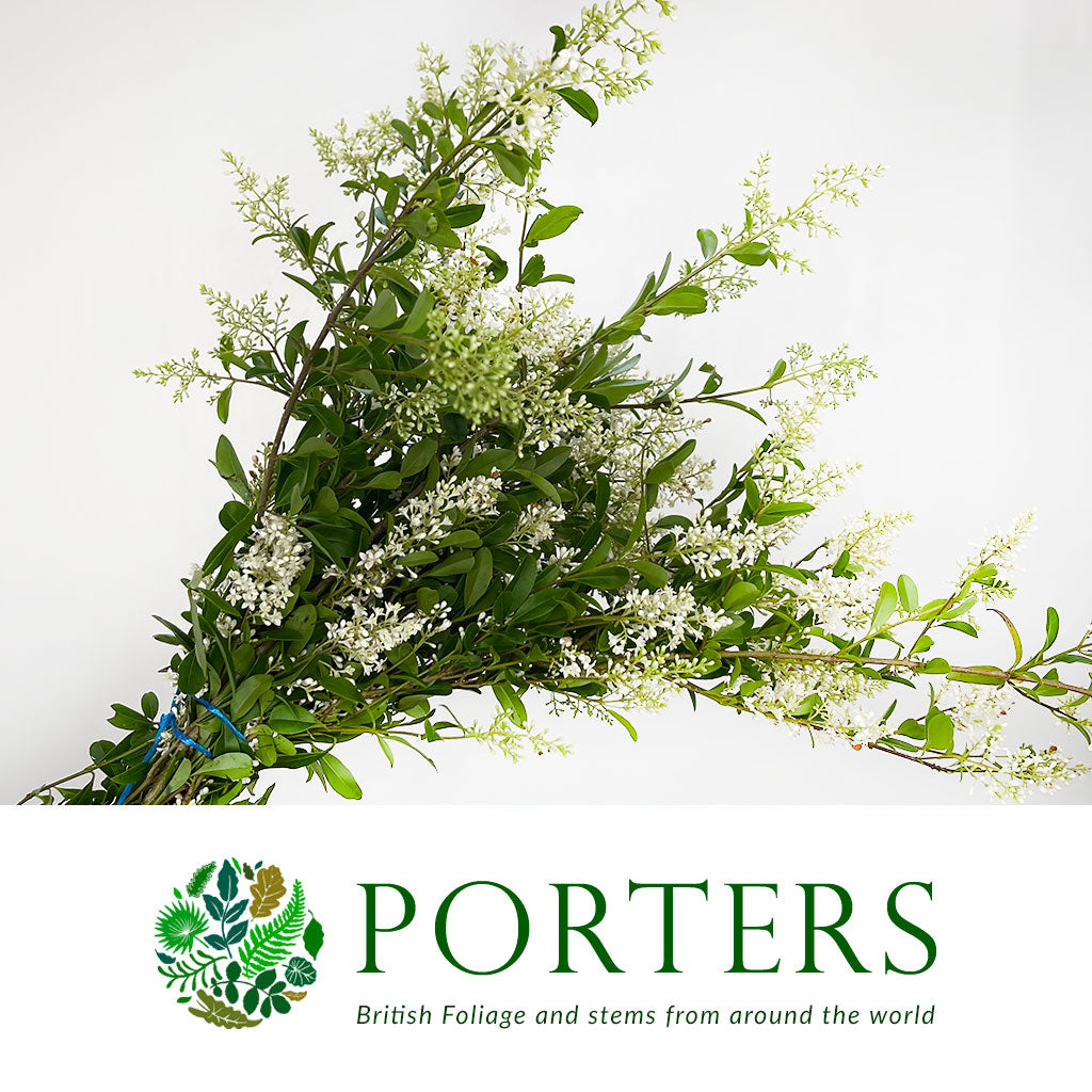 Privet 'Flowering' (Green) (Wild) (Various Sizes)