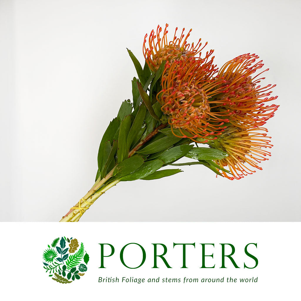 Pincushion Protea &#39;Ayoba&#39; (Various Lengths)