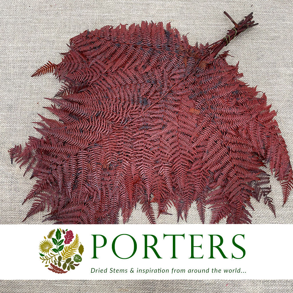 Fern &#39;Bracken&#39; (Preserved) (DRY) (Various Colours) 60-70cm