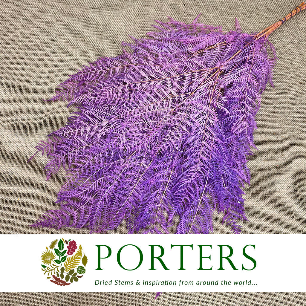 Fern &#39;Bracken&#39; (Preserved) (DRY) (Various Colours) 60-70cm