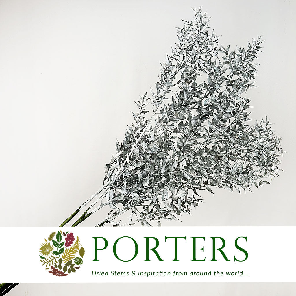 Ruscus 'Wild' (Coloured) (DRY) (x5)