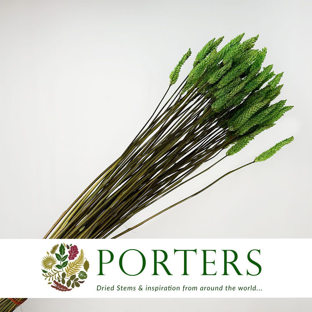 Celosia 'Dragon's Breath' (Painted) (DRY) (Various Colours) 65cm