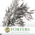 Eucalyptus 'Exotica' (Preserved & Painted) (DRY) (Various Colours)