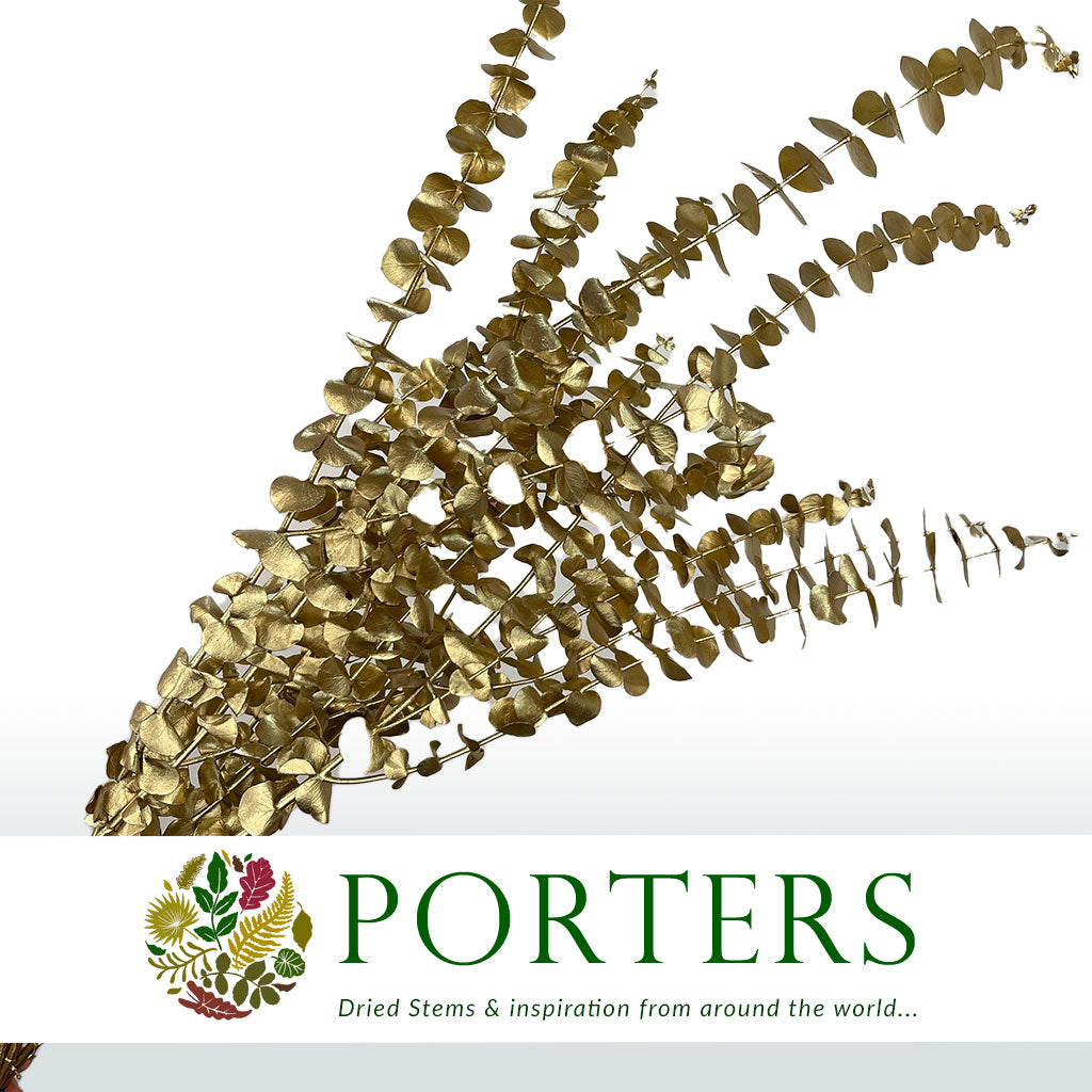 Eucalyptus 'Baby Blue' (Preserved & Painted) (DRY) (Various Colours)