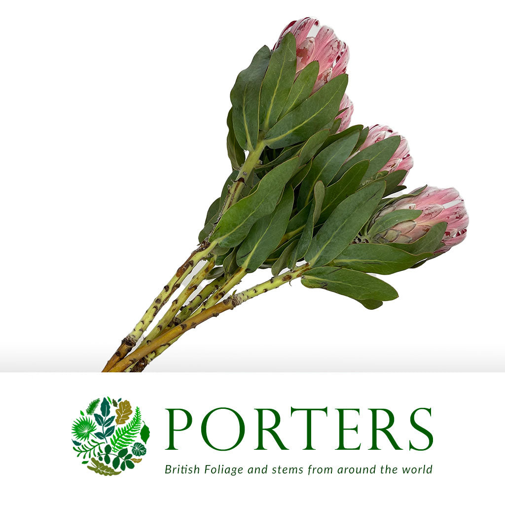 Protea 'Carnival' (Various lengths)