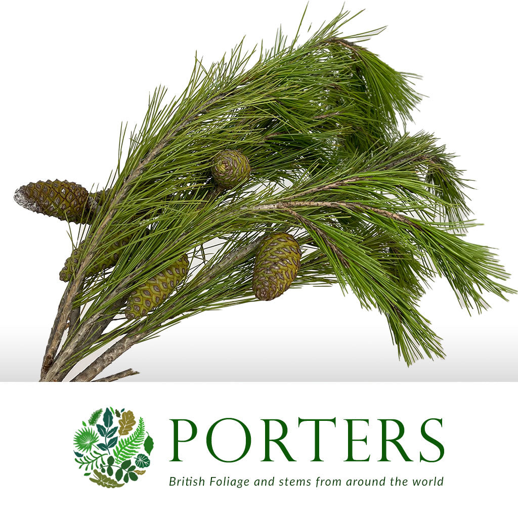 Pine &#39;Maritime&#39; (Various Lengths)