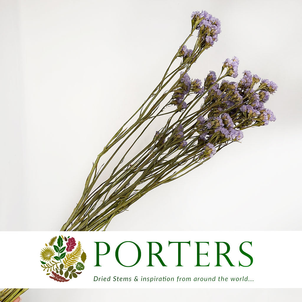 Statice 'Flower' (Various Colours) (DRY) 70cm
