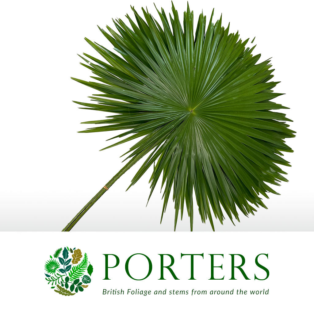 Palm &#39;Livistonia&#39; Rotundifolia Leaves (Various Sizes)