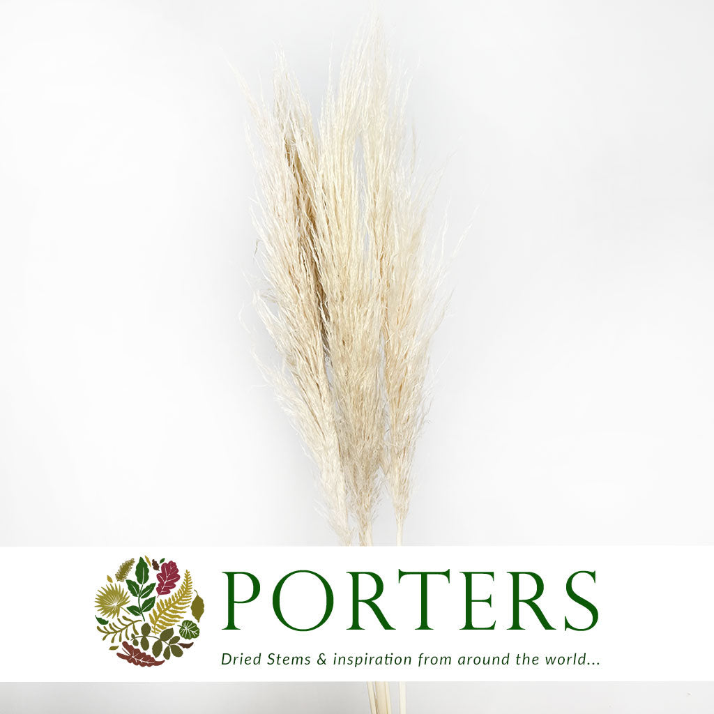Grass 'Pampas' (Evita) (Bleached) (DRY) (Various Sizes)