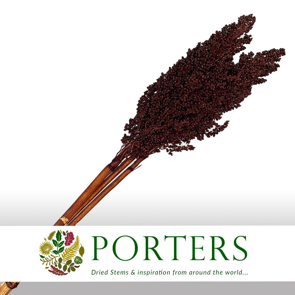 Grass 'Sorgum' (Painted) (DRY) (Various Colours) 70cm (x3)