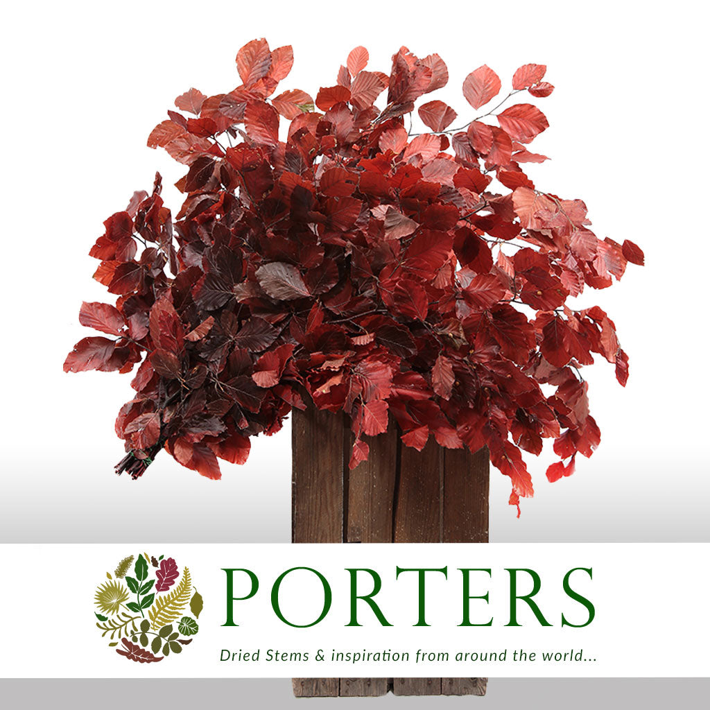 Beech &#39;Stabilized&#39; (Coloured) 60-80cm (DRY) (150g)
