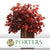 Beech 'Stabilized' (Coloured) 60-80cm (DRY) (150g)
