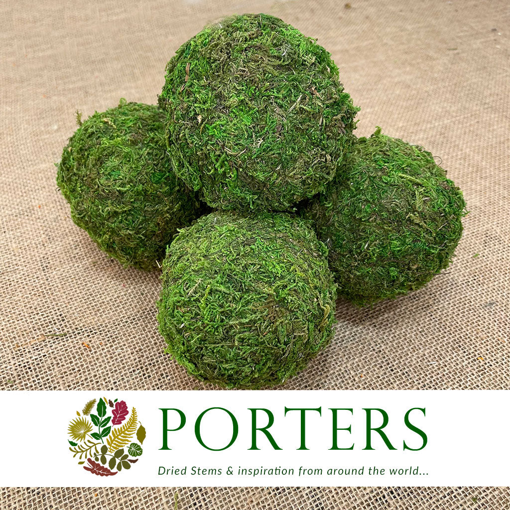 Moss &#39;Balls&#39; (DRY) (Various Sizes)