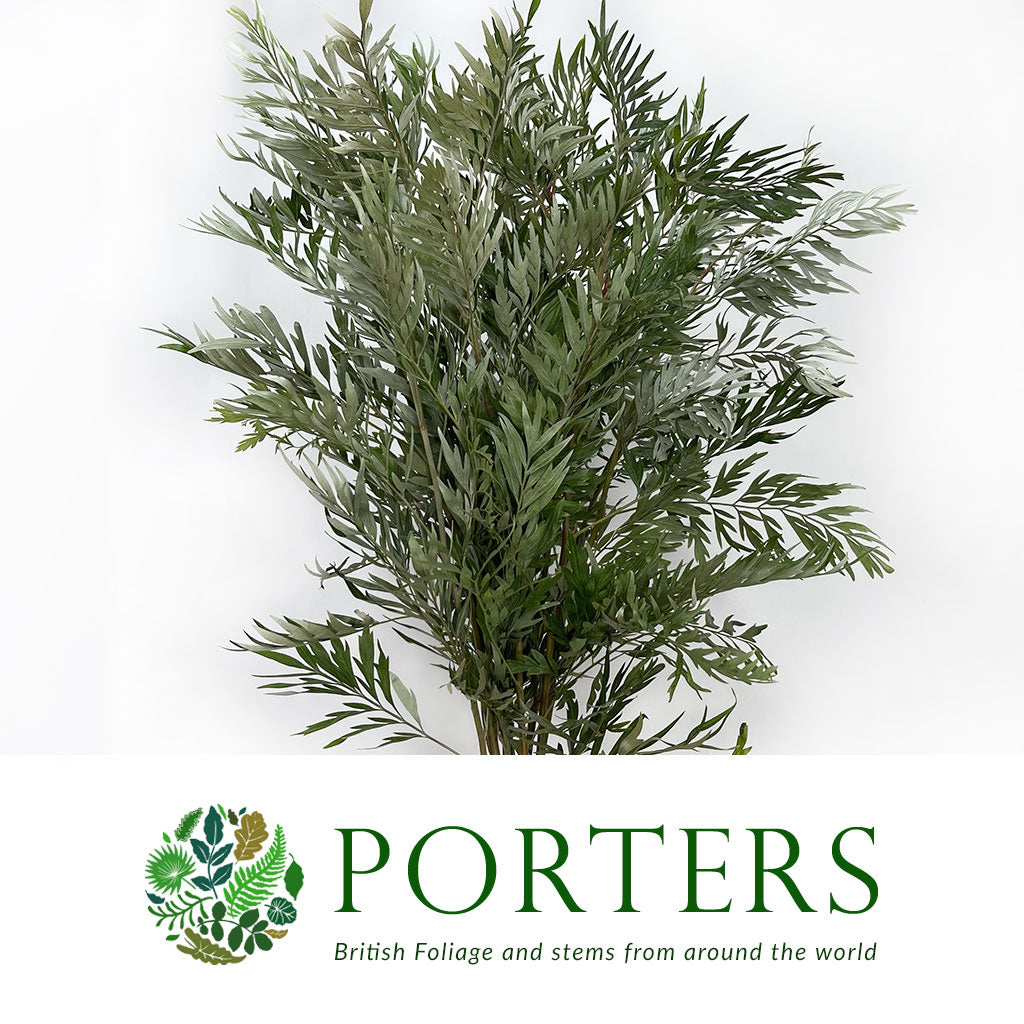 Grevillea &#39;Robusta Foliage&#39; (Various Lengths)
