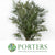 Grevillea 'Robusta Foliage' (Various Lengths)