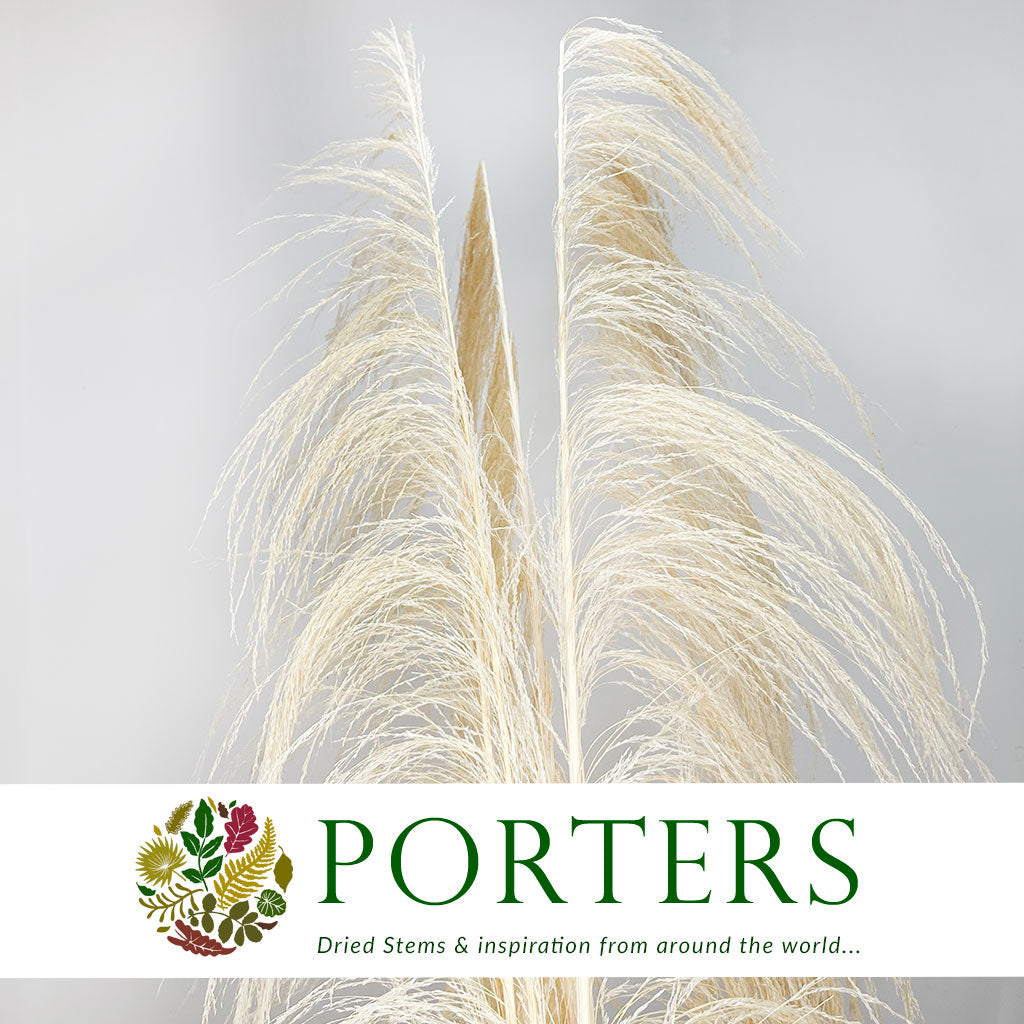 Grass &#39;Pampas&#39; (Uva stalk) (Bleached) (DRY) (Various Sizes)