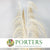 Grass 'Pampas' (Uva stalk) (Bleached) (DRY) (Various Sizes)