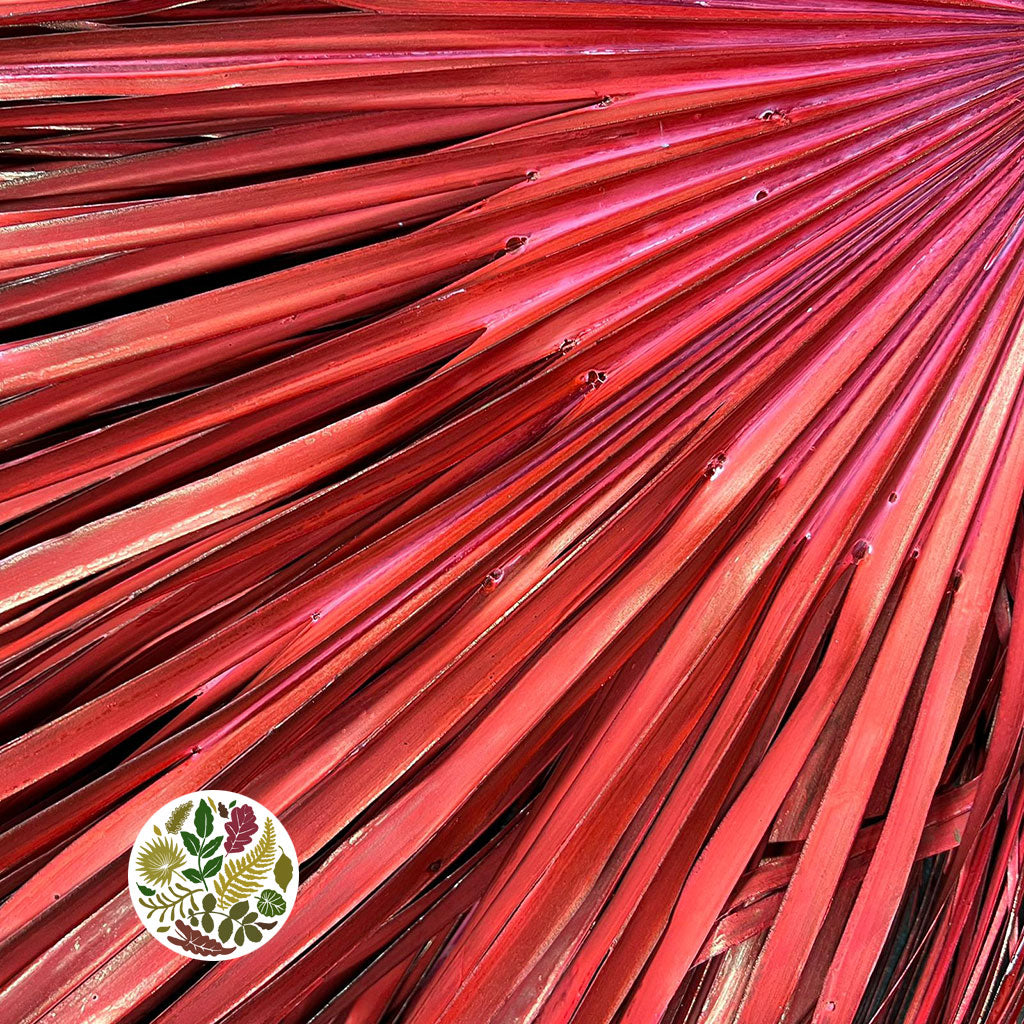 Palm 'Chamerops' (Painted Std Colours) (Various) (x5)