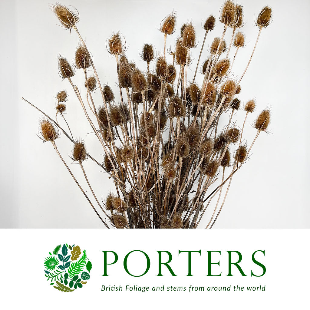 Teasels (Wild) (Various Sizes)