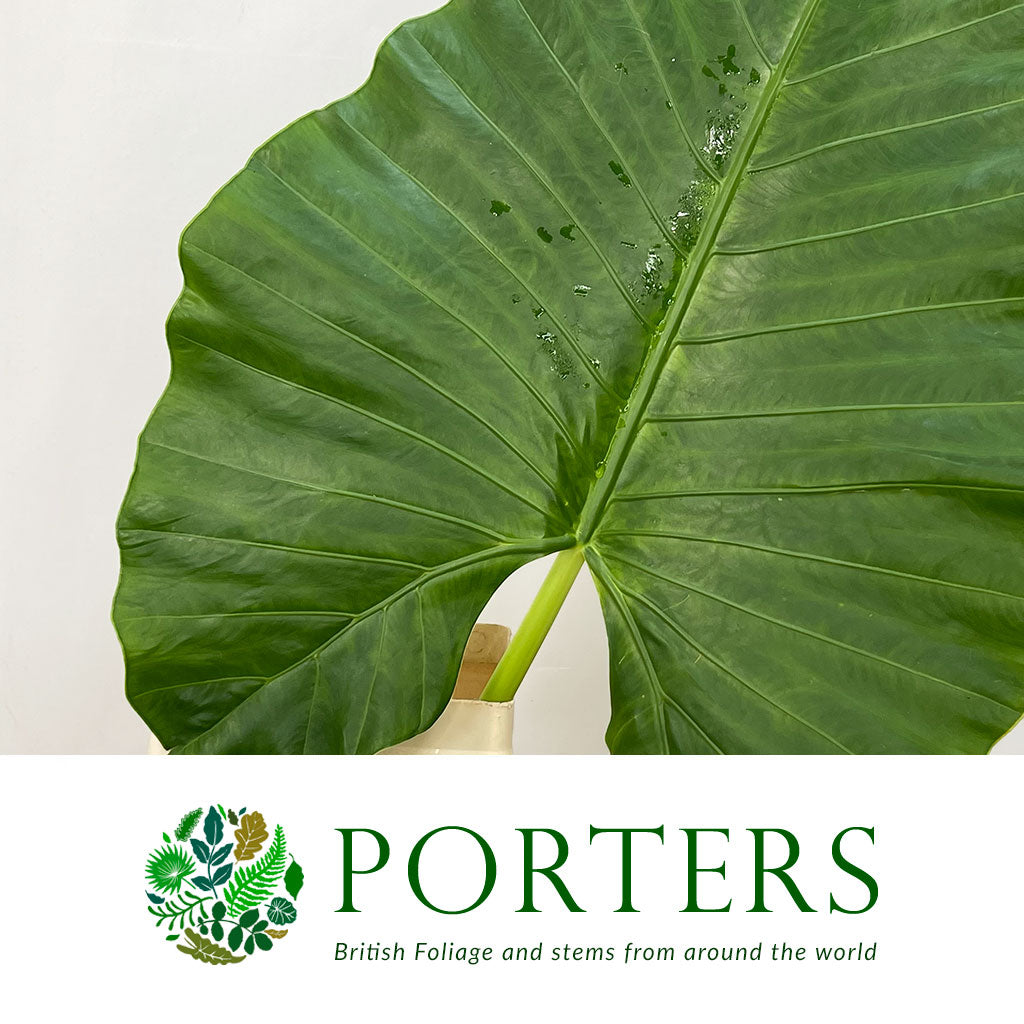 Alocasia &#39;Colocasia&#39; Leaves (Green) (Various Sizes)