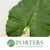 Alocasia 'Colocasia' Leaves (Green) (Various Sizes)