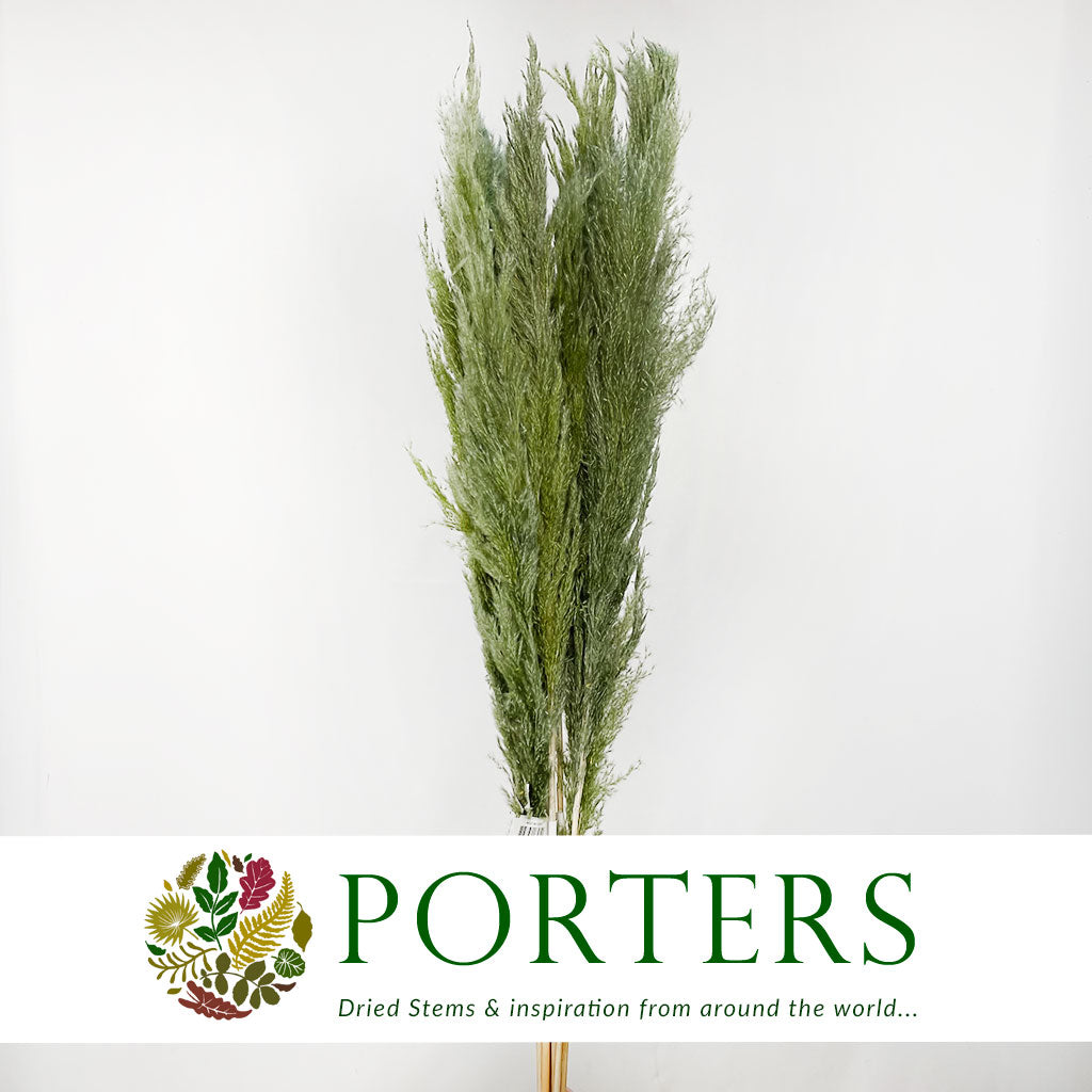Grass 'Pampas' (Dadang) (Coloured) (DRY) (Various Sizes)