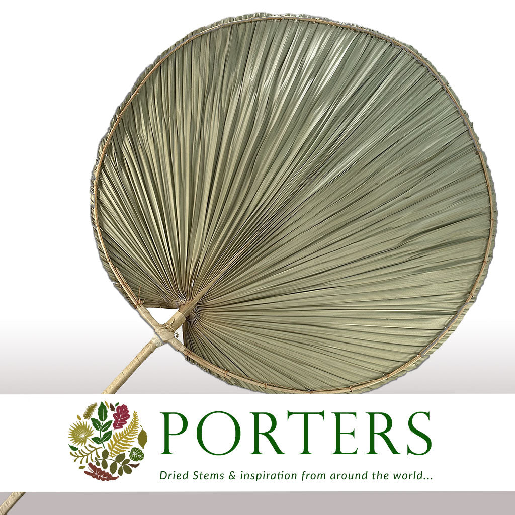 Palm &#39;Oval&#39; (Natural) (DRY) (W46cm x H115cm) (Per stem)