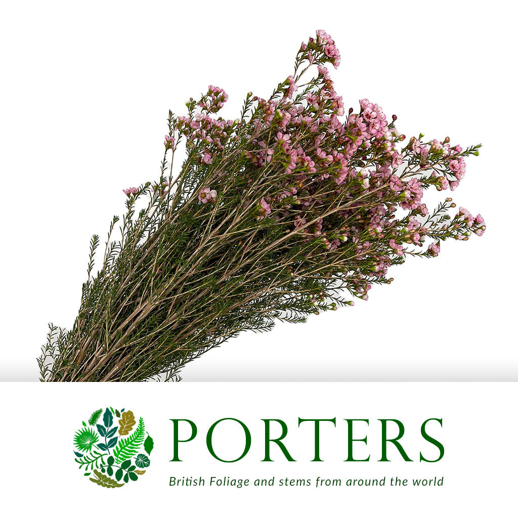 Wax Flower 'Sweet 16' (Various Lengths) - Porters Foliage Ltd Wax Flower 'Sweet 16' (Various Lengths) - Porters Foliage Ltd