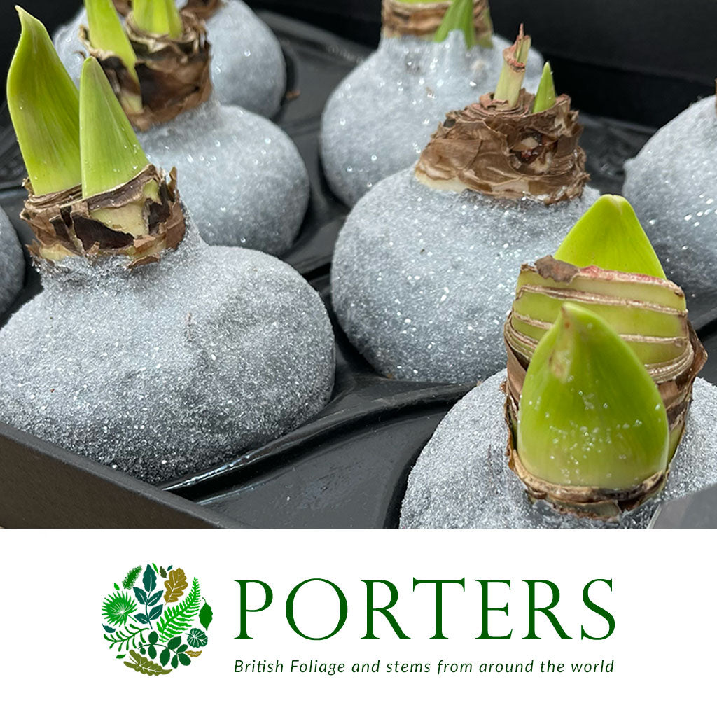 Wax 'Amaryllis' (Various Colours)