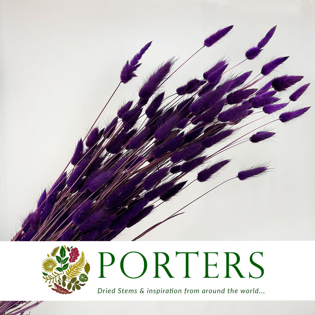 Grass 'Lagurus' (Painted/Bleached) (DRY) (Various Colours)