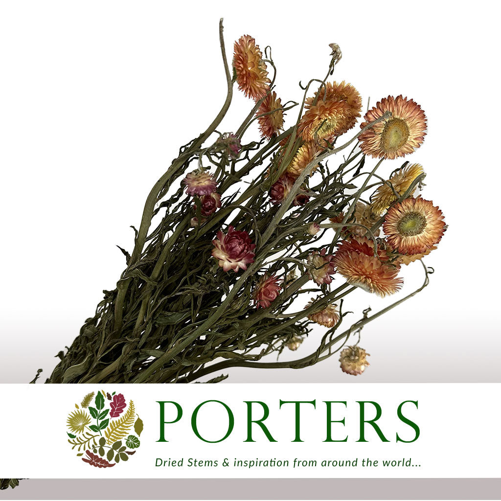 Helichrysum 'Flower' (DRY) (Various Colours) 50cm