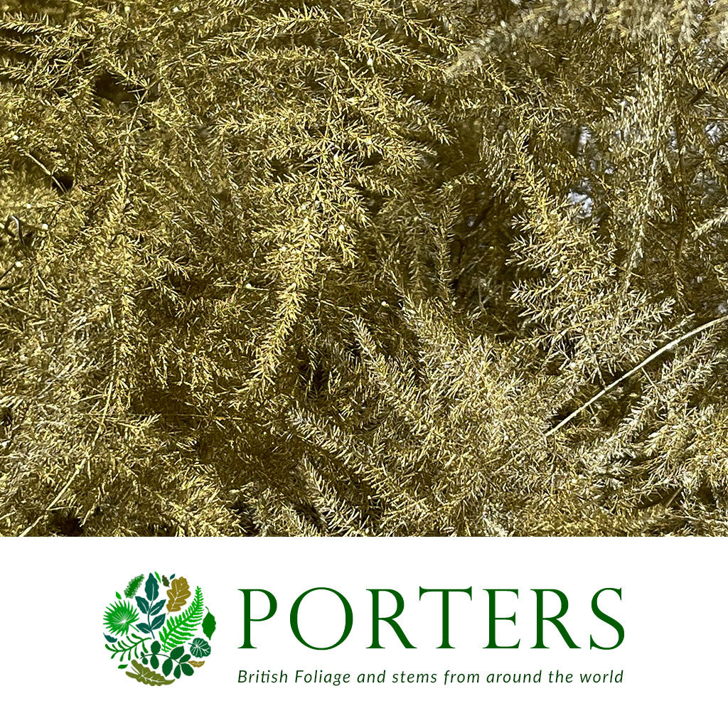 Fern 'Asparagus' (Painted) 85cm (Various Colours) (x50)