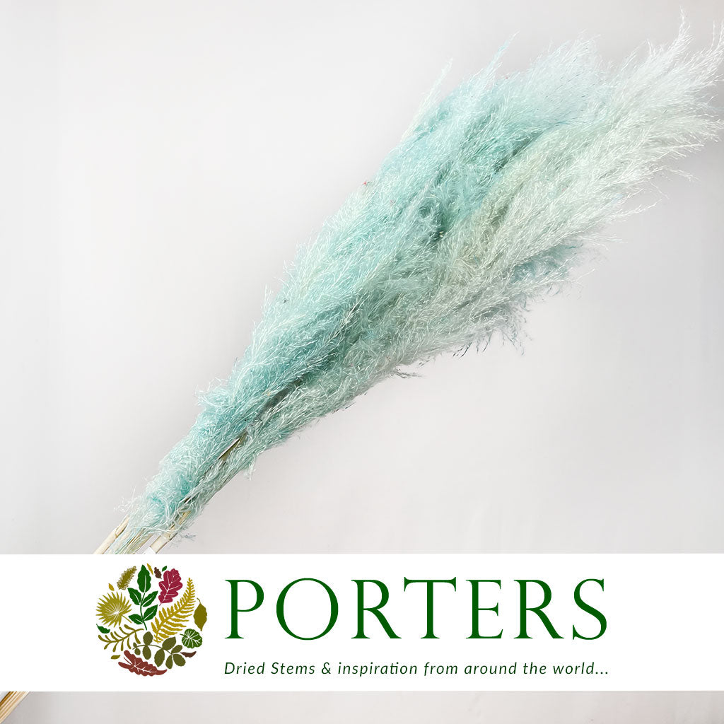 Grass 'Pampas' (Dadang) (Coloured) (DRY) (Various Sizes)