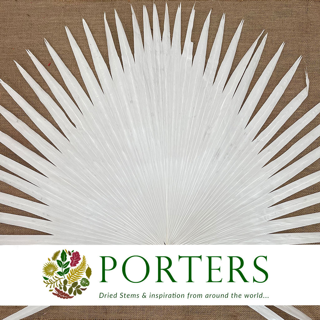 Palm &#39;Anahaw&#39; (Bleached) (DRY) (Various Sizes) (Per Stem)