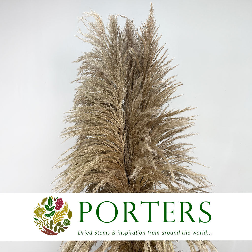 Grass 'Pampas' (Sacuara) (Natural Brown) (DRY) (Various Sizes) (x5)