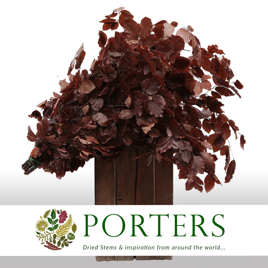 Beech &#39;Stabilized&#39; (Coloured) 60-80cm (DRY) (150g)