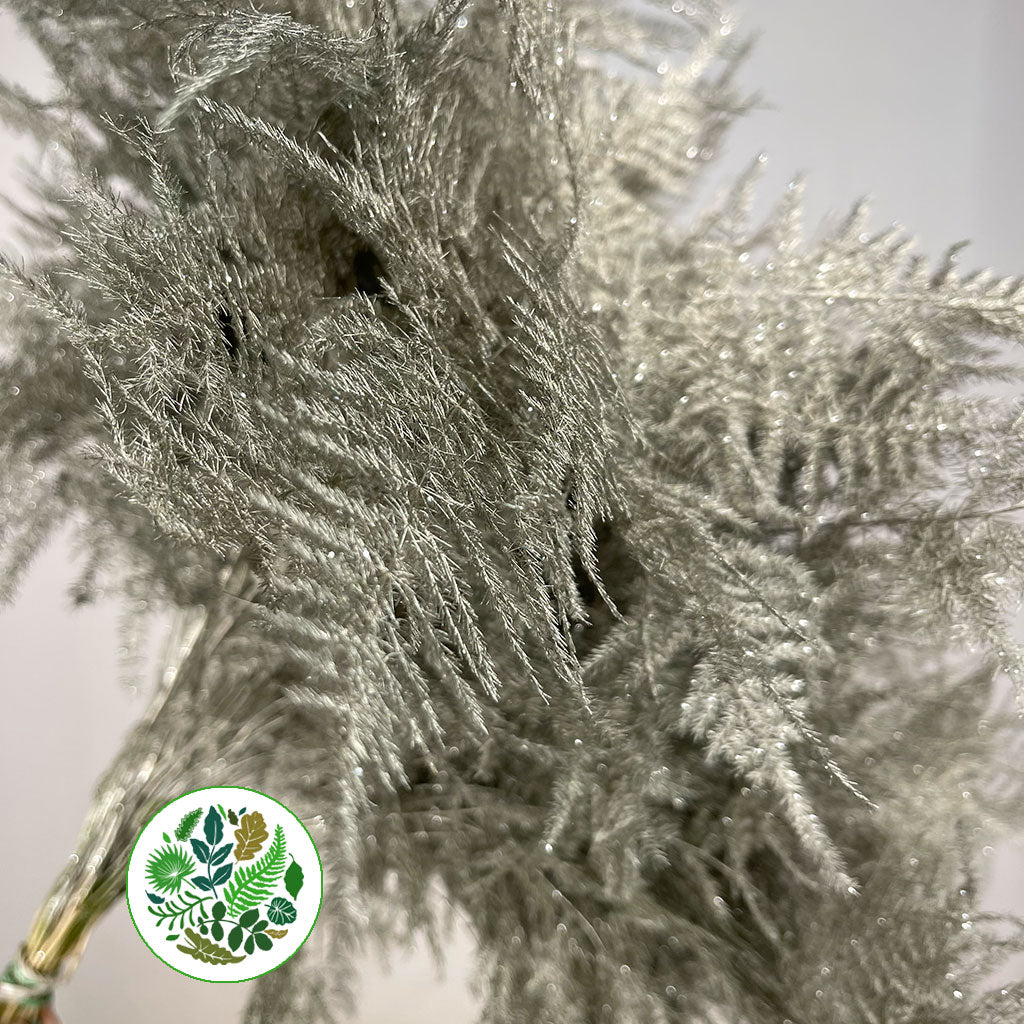 Fern &#39;Asparagus&#39; (Painted/Glitter) 85cm (Various Colours) (x50)