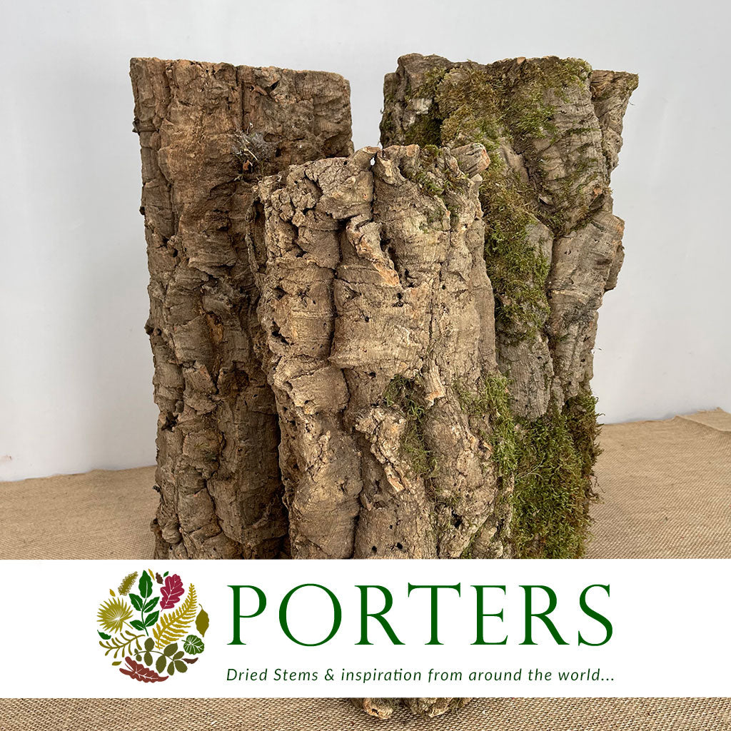 Cork Bark &#39;Pot Planter&#39; (DRY) (Various Sizes)